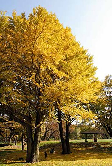 Ginkgo